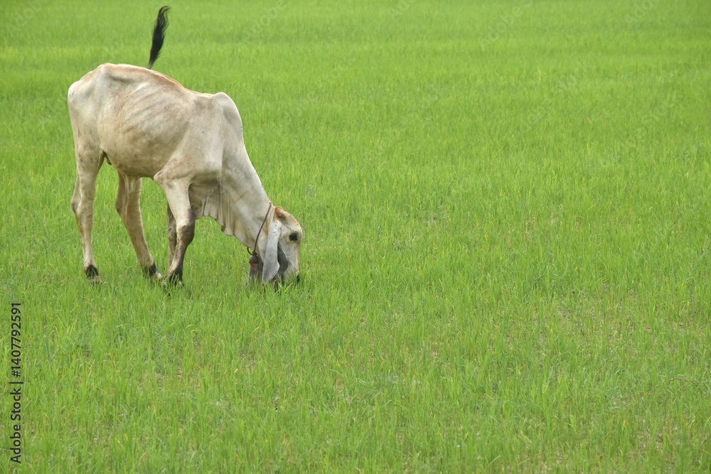 thin baby Brahman cattle feeding grass in green field on farm thin baby Brahman cattle feeding grass in green field on farm