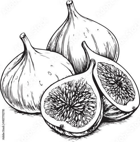 Figs Fruit Black and White Vector Illustration, Sketch Drawing Line Linear Symbol Icon Engraving, Hand-drawn Isolated