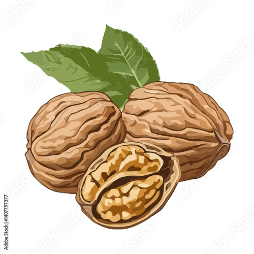 walnuts with leaves vector illustration isolated