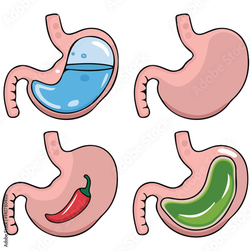 healthy unhealthy stomach comparison anatomy isolated vector illustration on white background