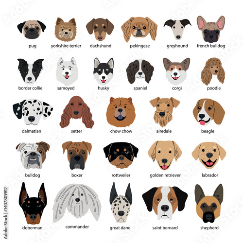 Different dogs heads collection of various breeds on white background