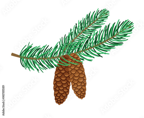 Spruce branch with fir cones vector illustration