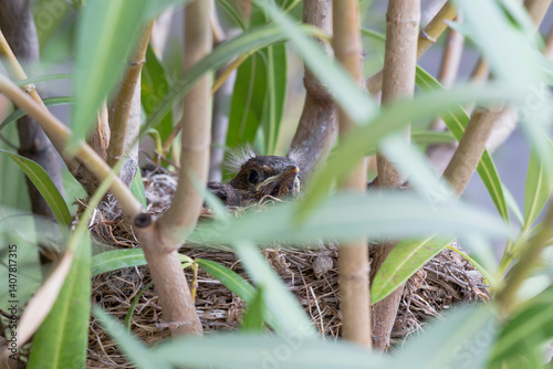 Baby blackbird in the nest 14 days old