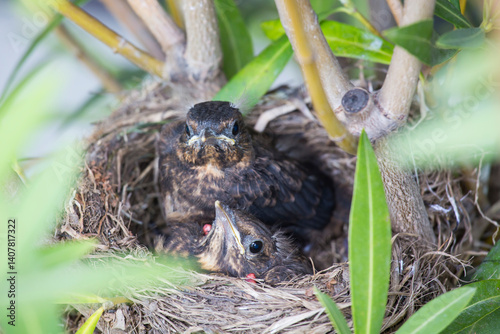 Baby blackbird in the nest 14 days old