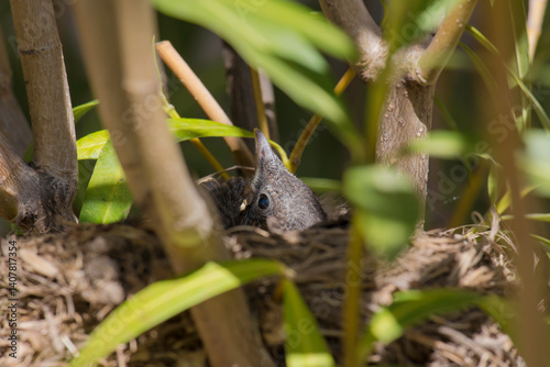 Baby blackbird in the nest 12 days old