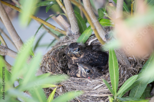 Baby blackbird in the nest 14 days old