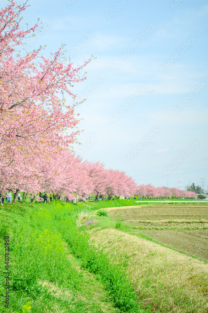 3月の北浅羽桜堤公園 3月の北浅羽桜堤公園
