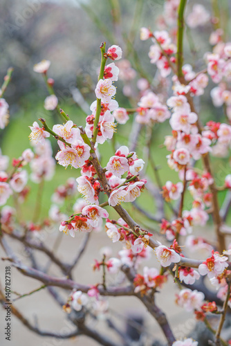 Pink plum blossoms on the branches