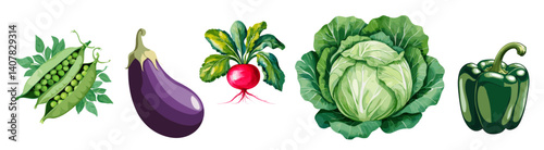 Set of vegetables including radishes, peas, pepper, eggplant and cabbage.  Watercolor style vector illustrations isolated on white background
