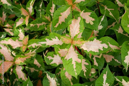 Close-up of Graptophyllum pictum or Caricature Plant. photo