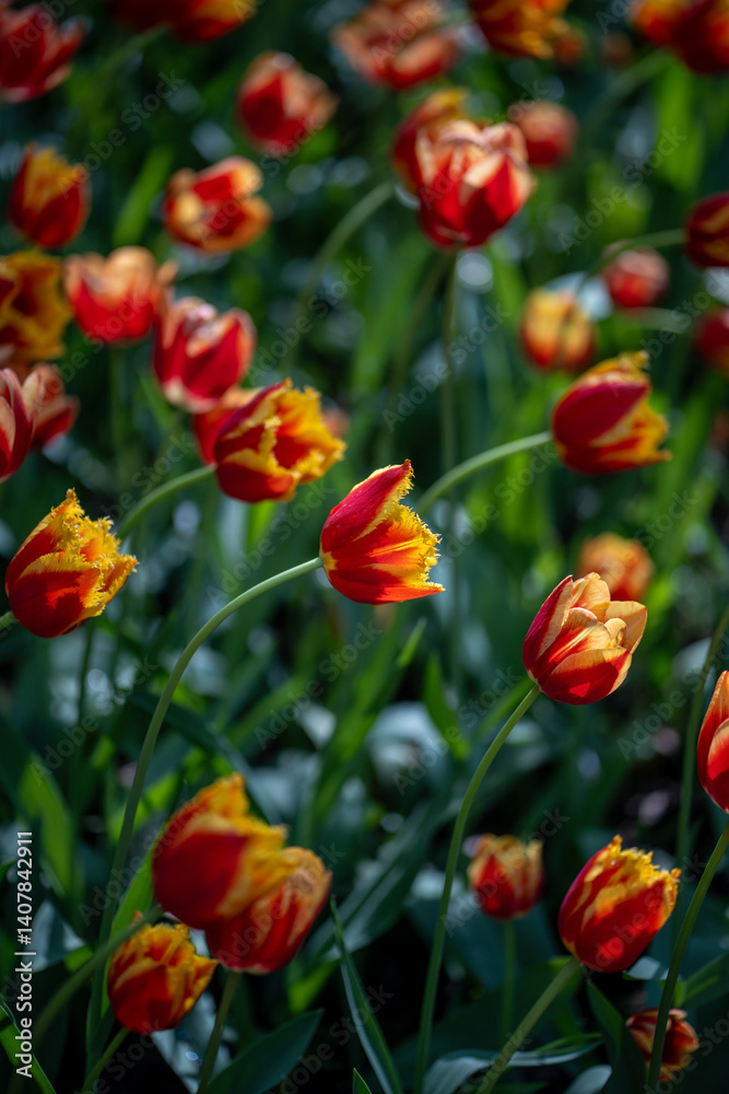 Fototapeta premium Soft focus on red white national holland tulip growing in wide huge field of many orange flowers. Delicate, elegant plant in sunshine sunlight. Growth of blooming flower with opening bright petals
