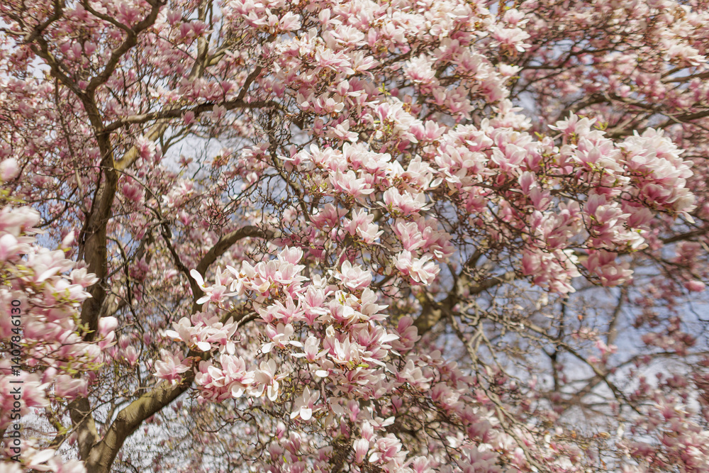 Blooming magnolia tree branches showing pink flowers in springtime in Vojan Gardens Prague copy space wallpaper