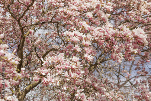 Obraz na płótnie Blooming magnolia tree branches showing pink flowers in springtime in Vojan Gardens Prague copy space wallpaper w salonie