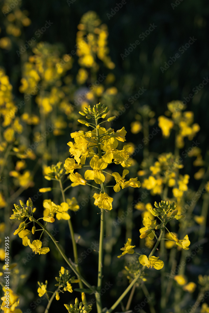 Obraz premium field of yellow flowers. close-up of rapeseed blossoms in the field