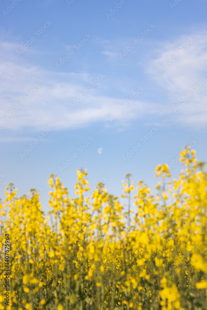 field of yellow flowers. rapeseed blossom against the sky. yellow rapeseed field against the sky field of yellow flowers. rapeseed blossom against the sky. yellow rapeseed field against the sky
