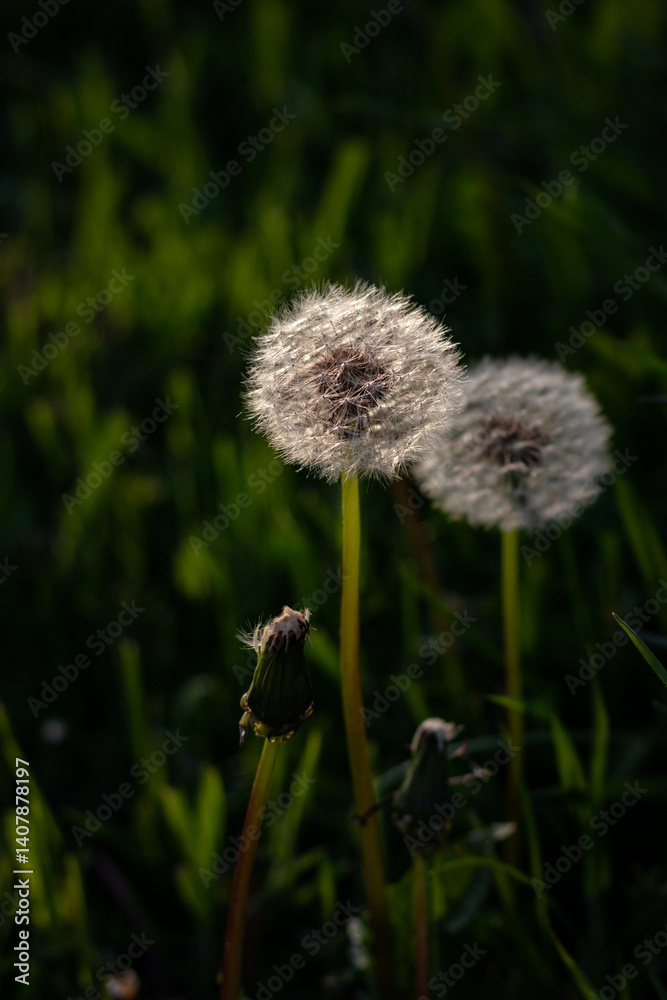 dandelion in the wind. dandelions in the grass. dandelion seed head dandelion in the wind. dandelions in the grass. dandelion seed head