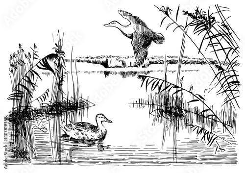 Panorama of countryside landscape with river. Pen sketch converted to vector drawingAdobe Illustrator Artwork