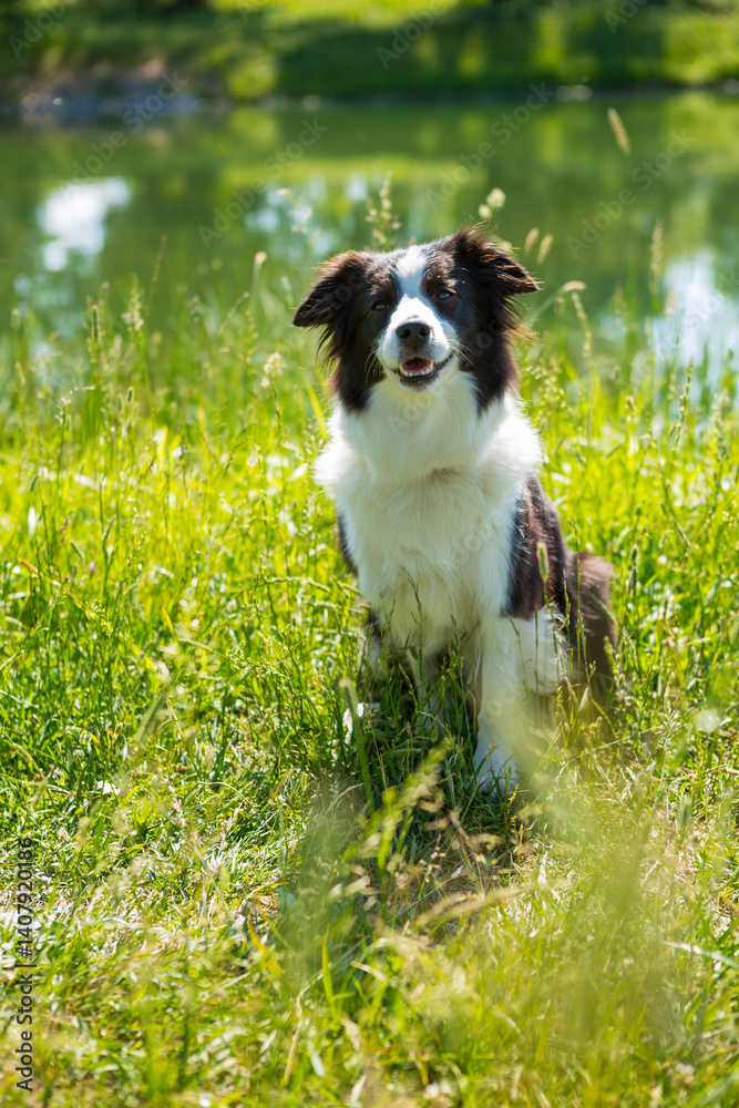 black-and-white border collie dog is resting in the park near mere in summer black-and-white border collie dog is resting in the park near mere in summer