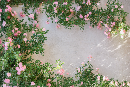 Blooming climbing roses frame light plastered wall in soft natural sunlight. Botanical elegance symbolizes eco-lifestyle, romantic aesthetic, rustic harmony. Natural background