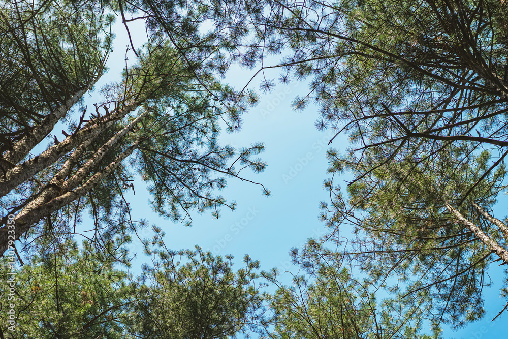 Tall pine trees form natural frame while sky peeks through from below. Forest trees create peaceful composition, upward perspective. Natural background Tall pine trees form natural frame while sky peeks through from below. Forest trees create peaceful composition, upward perspective. Natural background