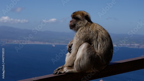 Barbary macaque sitting on a railing contemplating the Strait of Gibraltar in Gibraltar