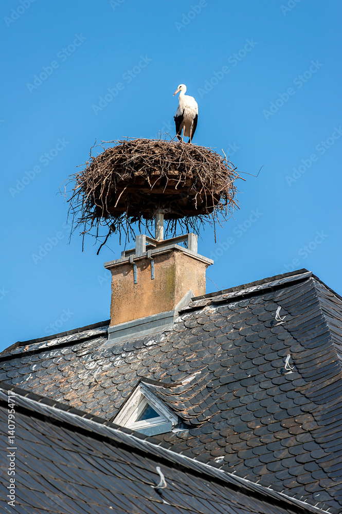 Weißstorch im Nest auf einem Hausdach