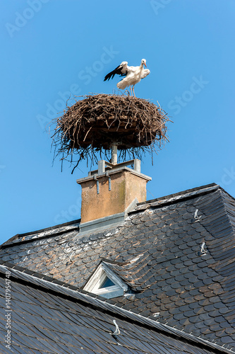 Obraz na płótnie Weißstorch im Nest auf einem Hausdach w salonie