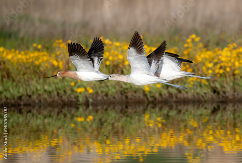American avocets inflight over hallow water shining bright at sunset with yellow wildflowers in the background