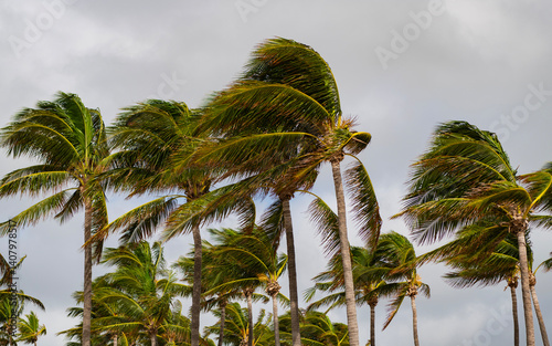 Fototapeta Naklejka Na Ścianę i Meble -  Palm tree on windy weather. Hurricane in Miami south beach, Florida. Palm tree in hurricane weather. Tropical beach in Miami. Tropical windy weather with palm tree. Strong wind. Exotic nature