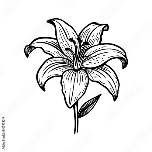 Detailed black and white of a blooming lily flower with leaves