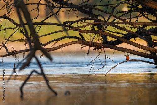 Common kingfisher (Alcedo atthis) on the River Tay on a spring evening, Perth, Scotland photo