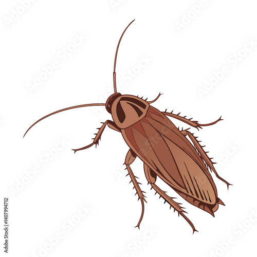 cockroach on white background