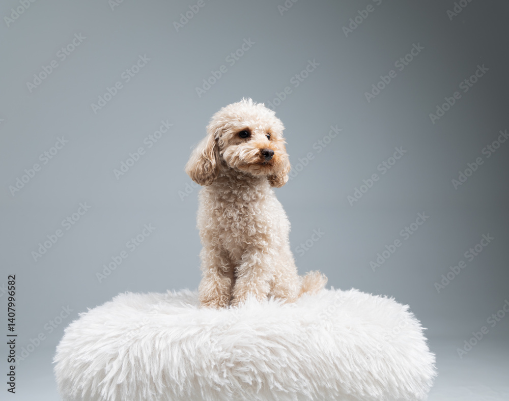 White miniature poodle on a light background. Studio shot of a dog. Maltipoo White miniature poodle on a light background. Studio shot of a dog. Maltipoo