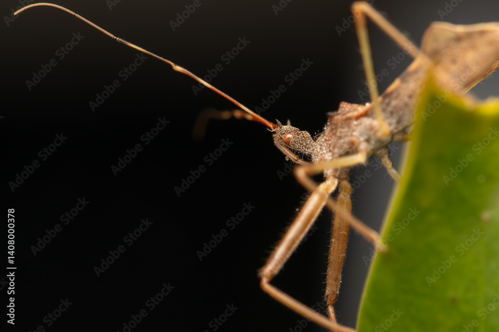 Naklejka premium Punaise Nagusta goedelii sur une feuille dans son environnement naturel