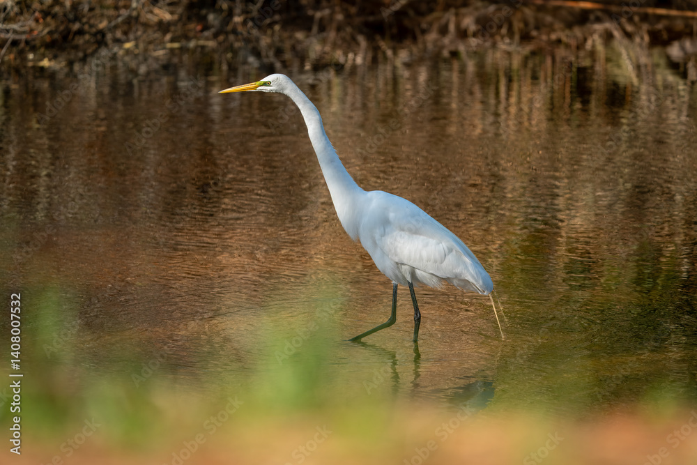 Naklejka premium Snowy White Egret in the Marsh