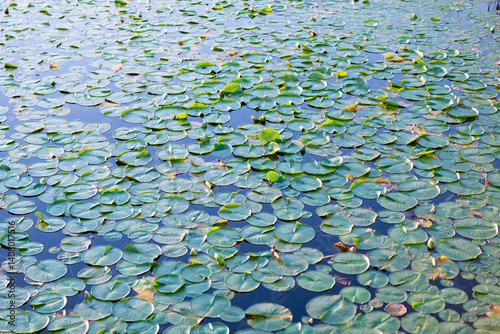 Lily pad background. Nature background of lily pad. Background of lily pad in pond. Water lily leaves in pond water. Beautiful leaves of lotus flower