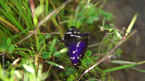 Magnificent rare butterfly Purple Emperor close-up sitting on the grass 
