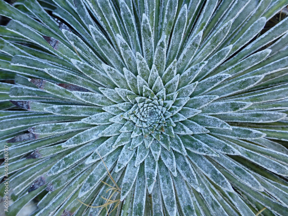 Fototapeta premium Floración de primavera congelada escarcha matinal