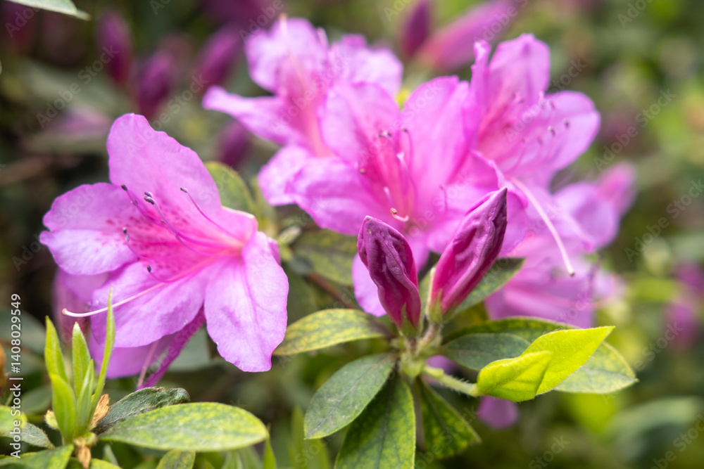 bright pink azalea flowers and buds with green leaves, featuring a lightly speckled pattern near the center, against a softly blurred background bright pink azalea flowers and buds with green leaves, featuring a lightly speckled pattern near the center, against a softly blurred background