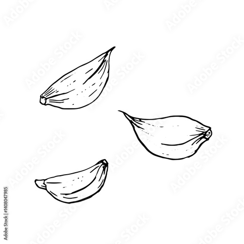 Garlic cloves sketch. Black and white vector illustration. Set of garlic cloves, on a white background. Fresh vegetables, spices and cooking ingredients, ink drawing.