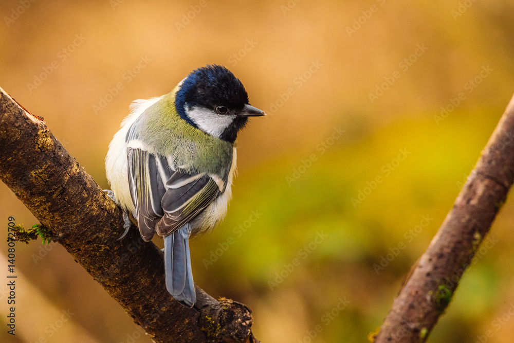 Fototapeta premium Great tit on a branch. Taken with a Canon R5 camera