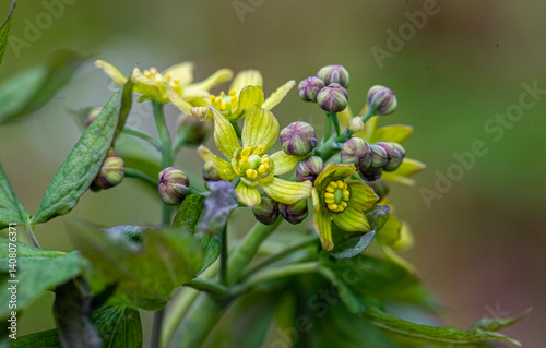 Blue Cohosh flower
