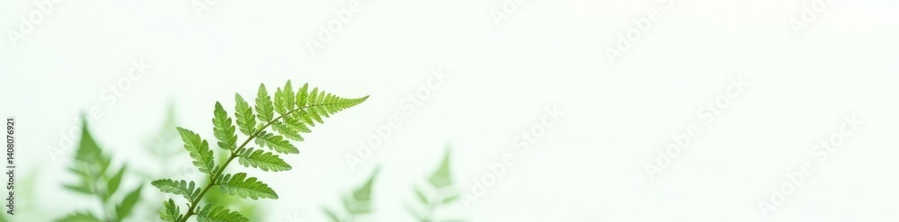 Single fern frond against a stark white backdrop, minimalist, vegetation Single fern frond against a stark white backdrop, minimalist, vegetation