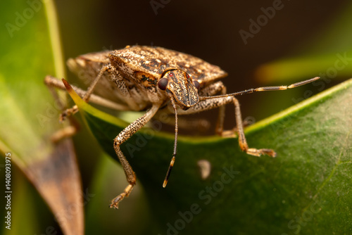 Punaise diabolique (Halyomorpha halys) 