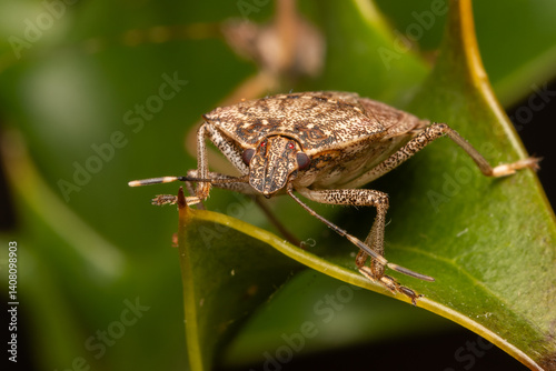 Punaise diabolique (Halyomorpha halys) 