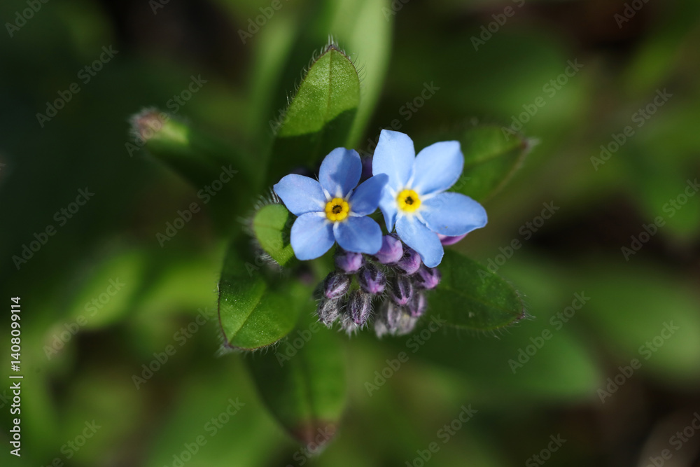 macro photo of Scorpion grasses, Forget-me-nots - Myosotis sylvatica in the spring garden macro photo of Scorpion grasses, Forget-me-nots - Myosotis sylvatica in the spring garden
