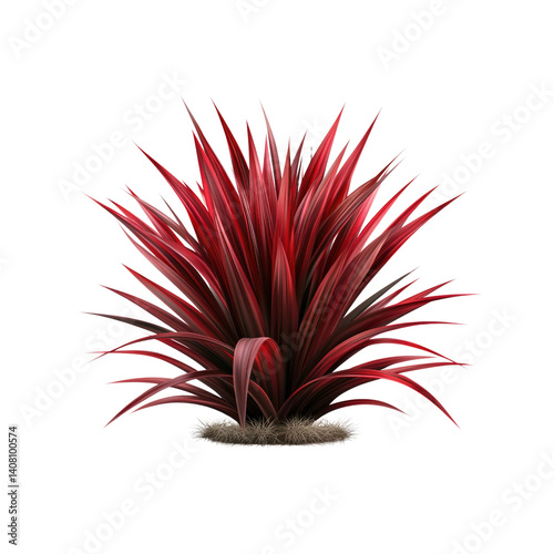 Lush Red Cordyline Plant with Striking Crimson Leaves Isolated on Transparent background