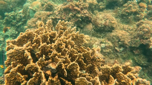 Underwater view of coral reef with dense formations textured surfaces in natural tropical ocean environment, coral reef clear water revealing vibrant marine biodiversity and ecosystem coral reef photo