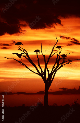 tree and marabou storks silhouette at sunset