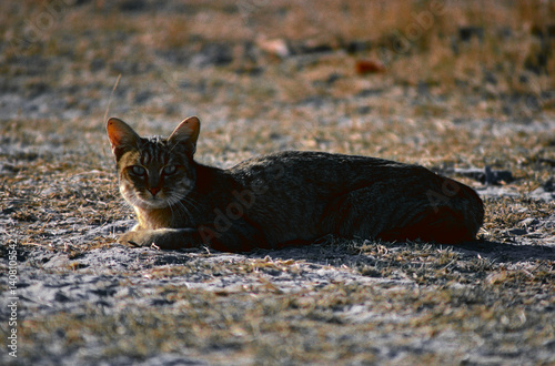 Wild cat on the ground